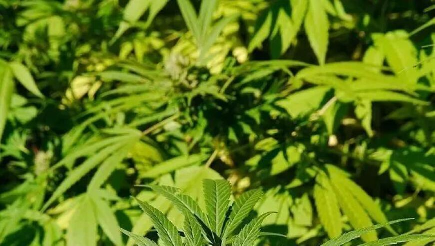 新澳门内部资料精准大全494949cc,哪吒2闯进全球前7却闯不进宝岛台湾,重点解答解释落实_铂金版V10.79